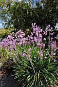 TULBAGHIA VIOLACEA