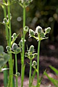 ERYNGIUM AGAVIFOLIUM