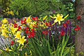 CROCOSMIA LUCIFER WITH HEMEROCALLIS