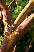 ARBUTUS x ANDRACHNOIDES