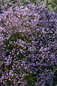 LIMONIUM VIOLETTA