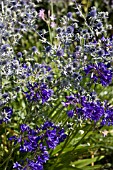 AGAPANTHUS WINDLEBROOK WITH ERYNGIUM