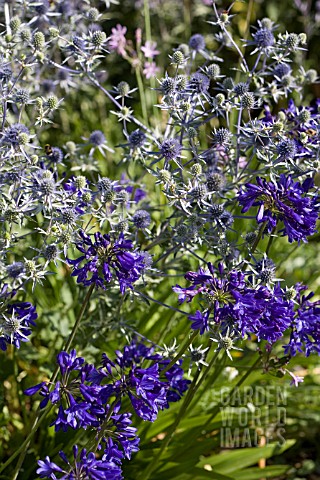 AGAPANTHUS_WINDLEBROOK_WITH_ERYNGIUM