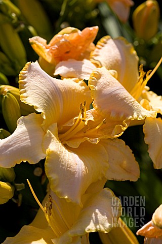 HEMEROCALLIS_SERENA_SUNBURST