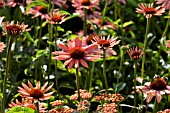 ECHINACEA EVAN SAUL