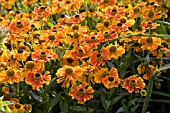 HELENIUM WALDTRAUT