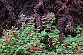 FUSCHIA M BROWN WITH BERBERIS