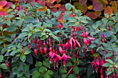 FUSCHIA MRS POPPLE