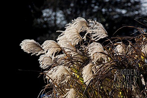 MISCANTHUS_SEED_HEADS_IN_WINTER