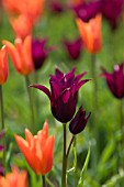 TULIPA BURGUNDY