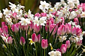 TULIPS AND NARCISSUS IN CONTAINER