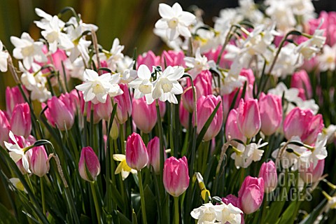 TULIPS_AND_NARCISSUS_IN_CONTAINER