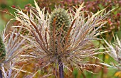 ERYNGIUM ALPINUM BLUE STAR