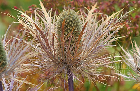 ERYNGIUM_ALPINUM_BLUE_STAR