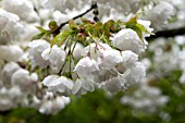 PRUNUS SHIROTAE MOUNT FUJI