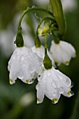 LEUCOJUM AESTIVUM