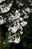 OSMANTHUS DELAVAYI