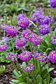 PRIMULA DENTICULATA LILAC