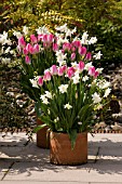 TULIPS & NARCISSUS IN LARGE CONTAINER