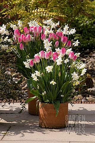TULIPS__NARCISSUS_IN_LARGE_CONTAINER