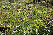 SPRING BULB DISPLAY