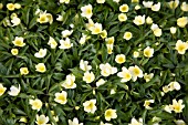 ANEMONE LIPSIENSIS PALLIDA
