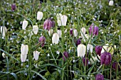 FRITILLARIA MELEAGRIS