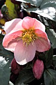 HELLEBORUS PIROUETTE