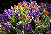 TULIPS AND HYACINTHS IN CONTAINER