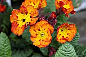 POLYANTHUS CASTILLION F1