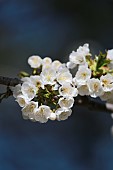 WHITE BLOSSOM, DARK BLUE SKY, SPRING