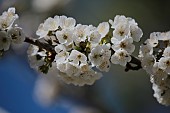 WHITE BLOSSOM, DARK BLUE SKY, SPRING