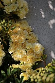 ROSA BANKSIA LUTEA, FLOWER