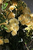 ROSA BANKSIA LUTEA, FLOWER