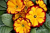 PRIMROSE FLAME MIX GROUP F1