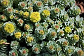 RHODIOLA ROSEA