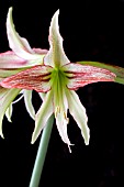 HIPPEASTRUM EMERALD