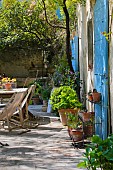 PROVENCAL FARMHOUSE TERRACE WITH BLUE SHUTTERS AND VARIOUS POTPLANTS, SUNNY