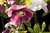 HELLEBORUS x HYBRIDUS