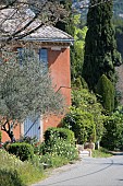 ROADSIDE PROVENCAL COTTAGE WITH OLIVE TREE ANTHEMIS AND POPPIES