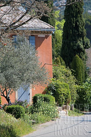 ROADSIDE_PROVENCAL_COTTAGE_WITH_OLIVE_TREE_ANTHEMIS_AND_POPPIES
