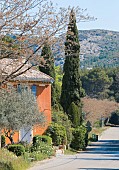 ROADSIDE PROVENCAL COTTAGE WITH OLIVE TREE ANTHEMIS AND POPPIES