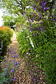 COTTAGE GARDEN BORDER AT THE MANOR HEMMINGFORD GREY