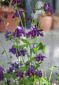 AQUILEGIA, PURPLE, FLOWER