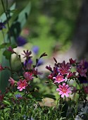 LEWISIA COTYLEDON, ROCK GARDEN