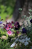 LEWISIA COTYLEDON, ROCK GARDEN