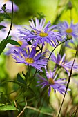 ASTER X FRIKARTII MONCH