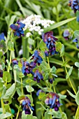CERINTHE MAJOR