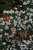 PHILADELPHUS BELLE ETOILE, FLOWER