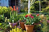 TULIPS IN POTS